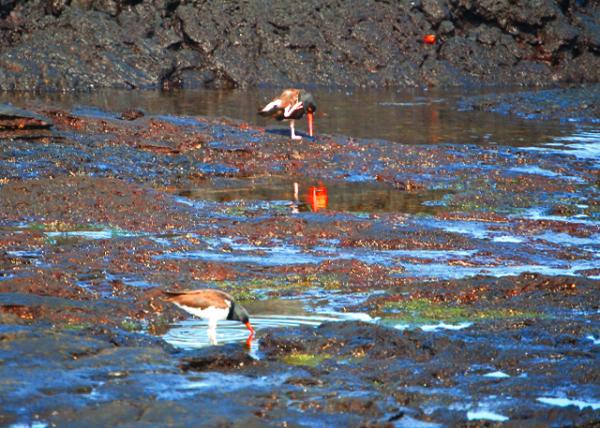 04-01-13_ American Oystercatchers ��������-40001.JPG