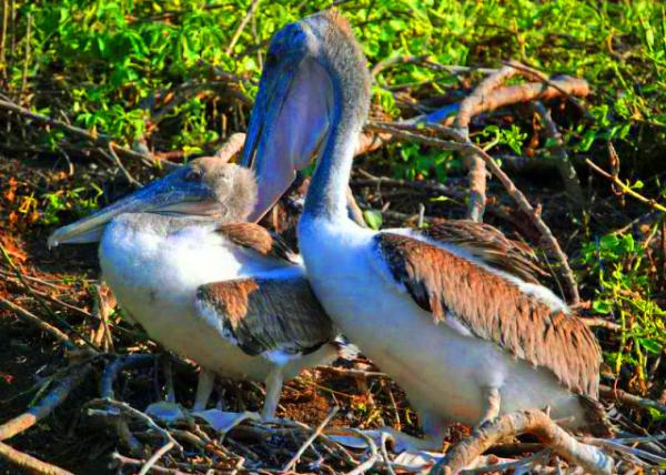 03-28-13_ Gal��pagos Brown Pelicana Living Symbol of How Successful Wildlife Conservation Can Be.JPG