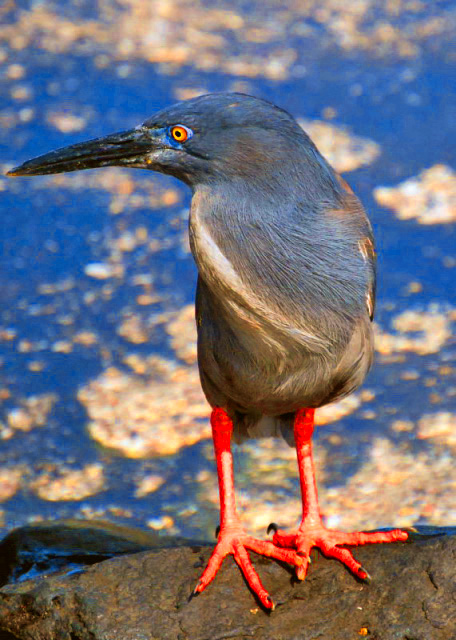 04-01-13_ Lava Heron w Its Wonderful Camouflage ������-10001.JPG