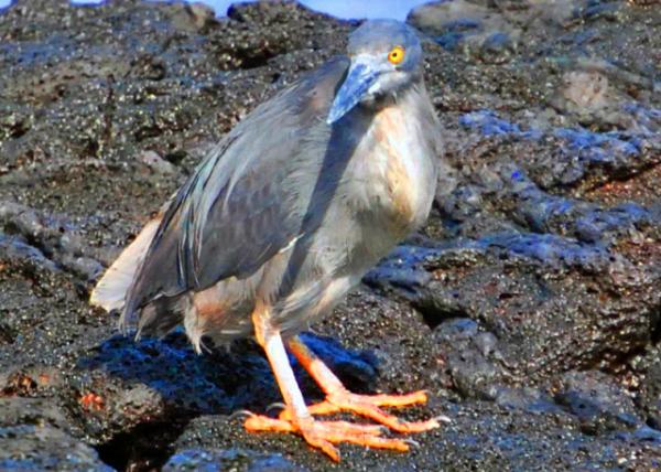 04-01-13_ Yellow-Crowned Night Heron Crab Specialist �ƶ�ҹ��0001.JPG
