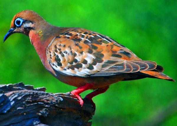 04-01-13_ Galapagos Dove �޹굺����-20001.JPG