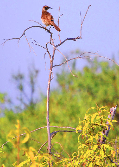 04-01-13_ Mockingbird ������-60001.JPG