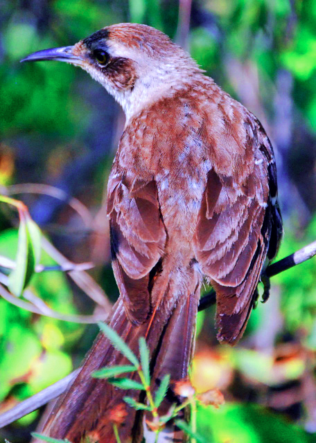 04-01-13_ Mockingbird ������-70001.JPG