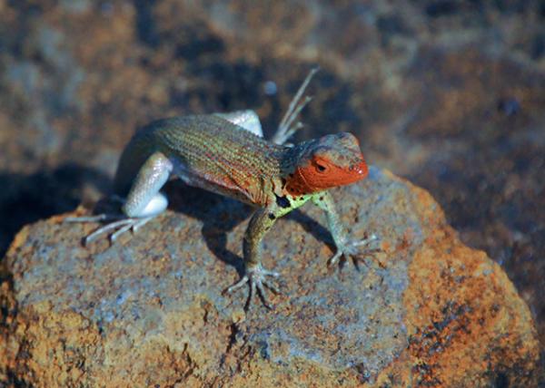04-01-13_ Lava Lizard_Female ��������-40001.JPG