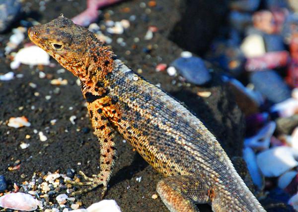 04-01-13_ Lava Lizard_Male ��������-130001.JPG
