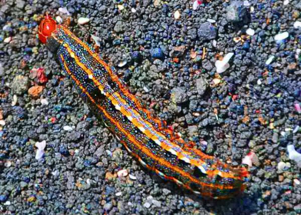 03-28-13_ Monarch Caterpillar �ߵ�ëë��.JPG