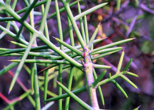 04-01-13_ Saguaro Spines ����������0001.JPG