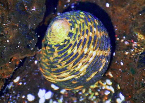 04-01-13_ Nerita Snail, Gregarious Herbivore0001.JPG