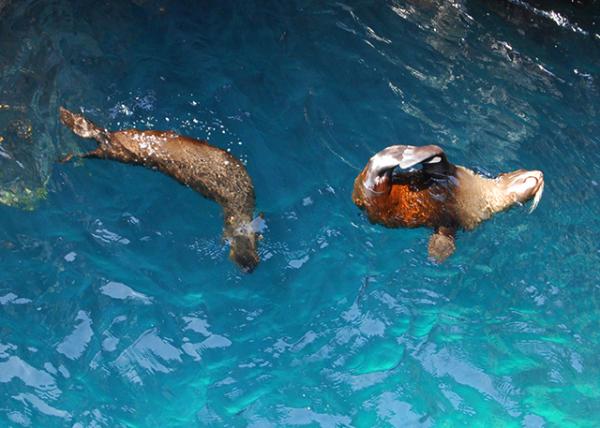 04-01-13_ Fur Seals0001.JPG