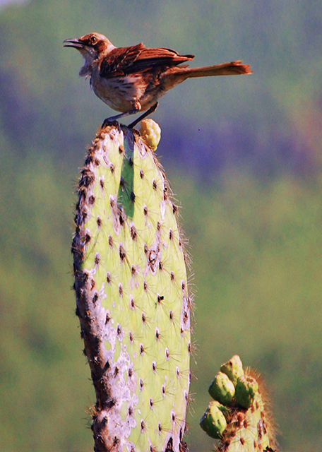 04-01-13_ Gal��pagos Mockingbird w Inquisitiveness.JPG