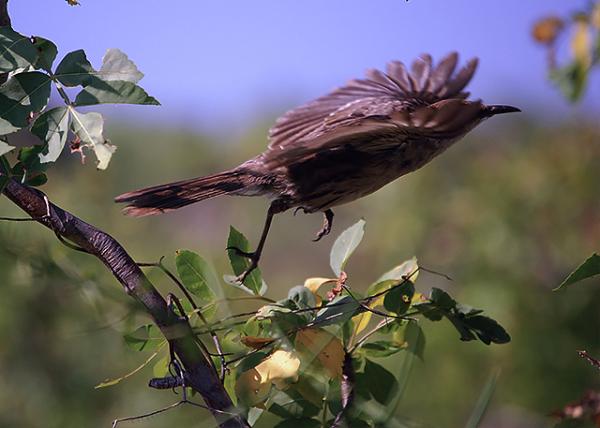 04-01-13_ Gal��pagos Mockingbird in Flight ����ķ�����-50001.jpg