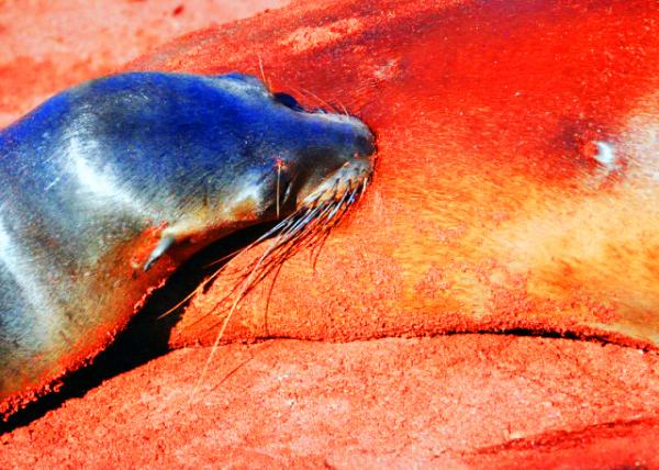 04-01-13_ Fur Seal Pup Sucking Mom's Milk ����������˱ĸ��0001.JPG