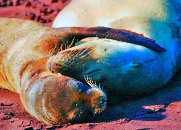 04-01-13_ Fur Seal_Mother & Pup Fur Seals Cuddled up Sleeping ����ĸ����ӵ��˯0001.JPG