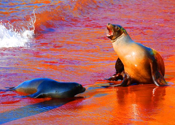 04-01-13_ Fur Seal_Females Exclusively Nurse Their Own Pups ĸ����ֻι���Լ��ĺ���-2000100010001.JPG
