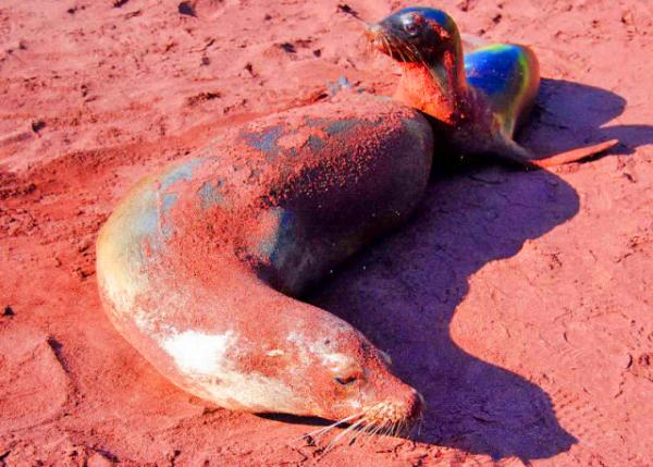 04-01-13_ Fur Seal_Females Bear Only One Pup At A Time ĸ����һ��ֻ��һ��0001.JPG