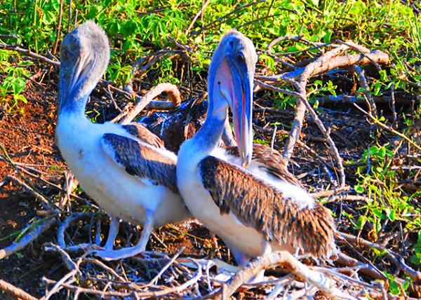 04-01-13_ Brown Pelican-30001.JPG