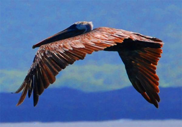 04-01-13_ Brown Pelican in Flight ���е�������-50001.JPG