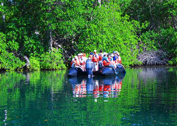 04-02-13_ Elizabeth Bay_Red Mangrove ��ɫ������0001.JPG