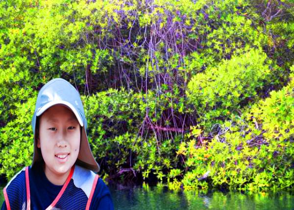 04-02-13_ Mangroves_Propagules Growing before Dropping from the Parent Plant ��ֳ���������ױ�ֲ��֮ǰ����-10001.jpg