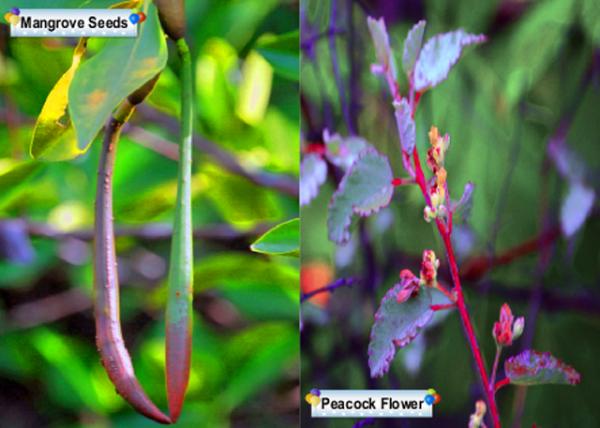 04-02-13_ Plant-1.jpg