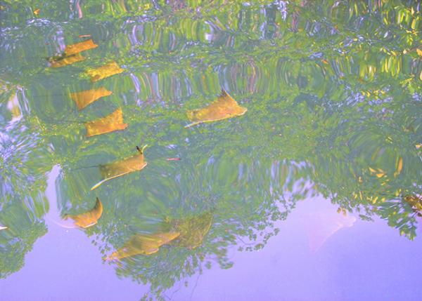 04-02-13_ Golden Cownose Ray ��ţ���0001.JPG