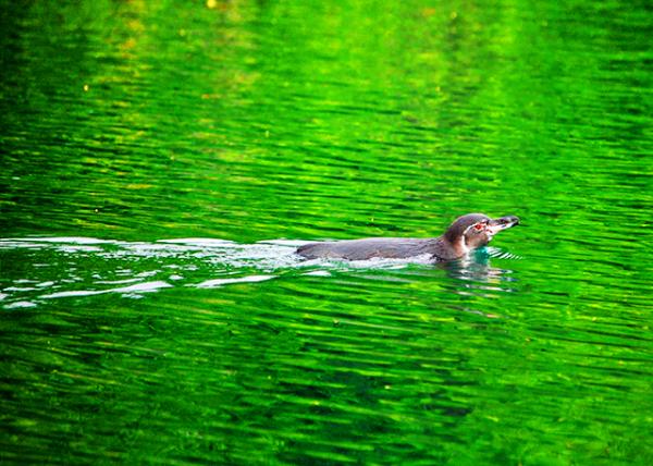 04-02-13_ Galapagos Penguin �޹굺���0001.JPG