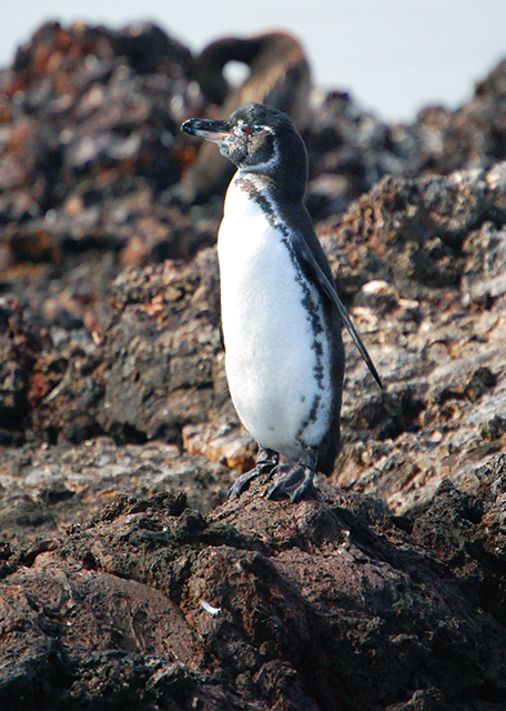 04-02-13_ Galapagos Penguin-60001.JPG