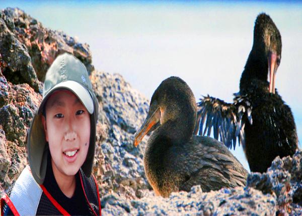 04-02-13_  Flightless Cormorant-10001.jpg