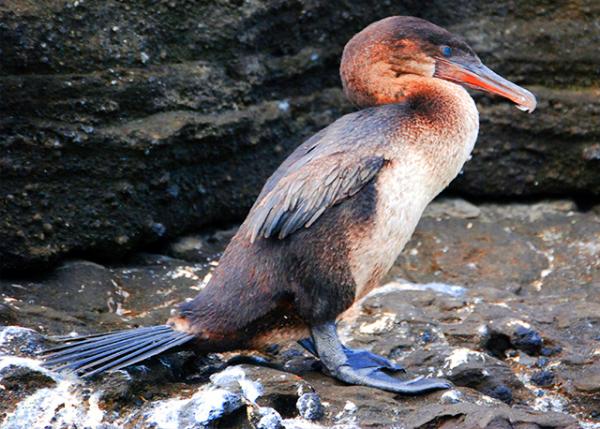 04-02-13_  Flightless Cormorant �������-10001.jpg