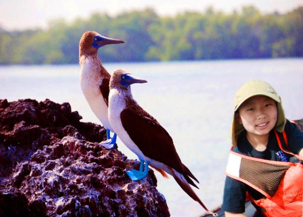 04-02-13_ Bird_Blue-footed Boobies-50001.jpg