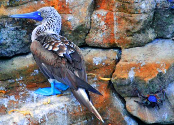 04-02-13_ Bird_Blue-footed Boobies_A Brighter Blue the Healthier the Bird Խ��Խ����0001.JPG
