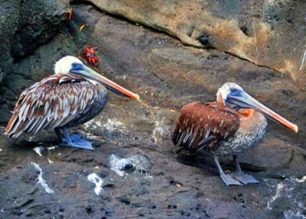 04-02-13_  Pelican-20001.JPG