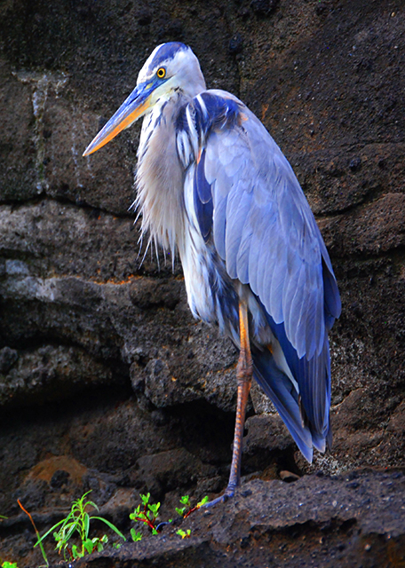 04-02-13_ Bird_Yellow-Crowned Night Heron, Crab Specialist0001.JPG