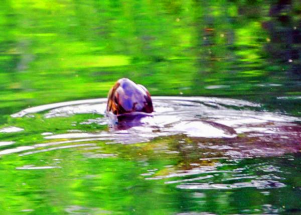 04-02-13_ Sea Turtle ����0001.JPG