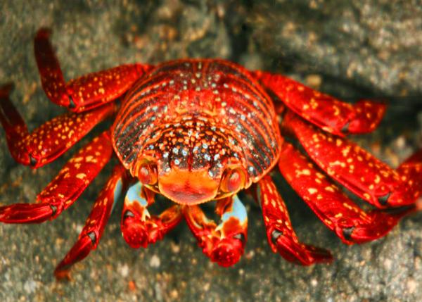 04-02-13_ Sally Lightfoot Crabs ��ʯз0001.JPG