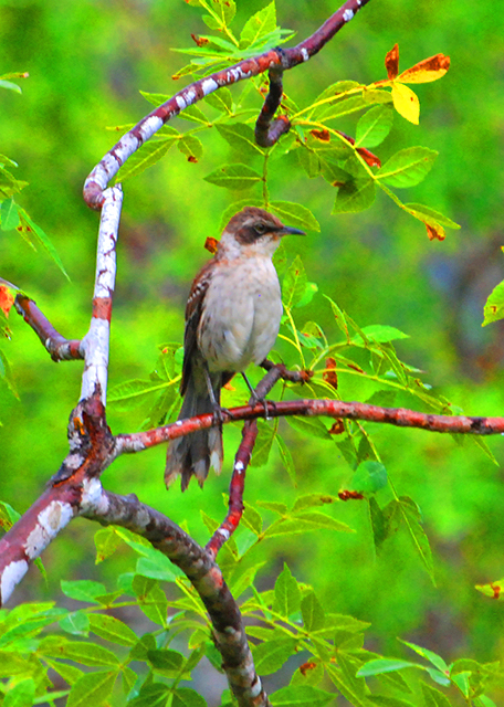 04-02-13_ Bird_Mockingbird ������-20001.JPG