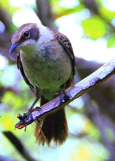 04-02-13_ Bird_Darwin's Finch �����ȸ0001.JPG