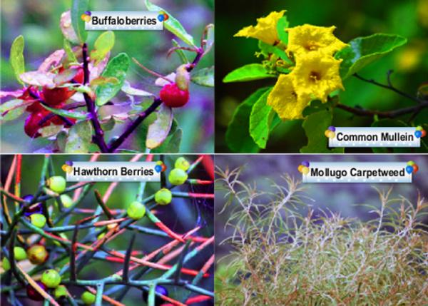 04-02-13_ Plant-2.jpg