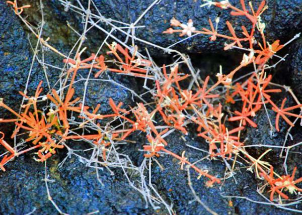 04-03-13_ Mollugo Carpetweed ���ײ�0001.JPG