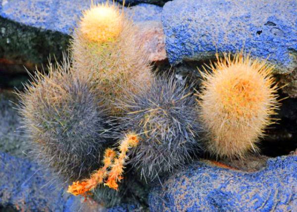 04-03-13_ Sullivan Bay_Lava Cactus-40001.JPG