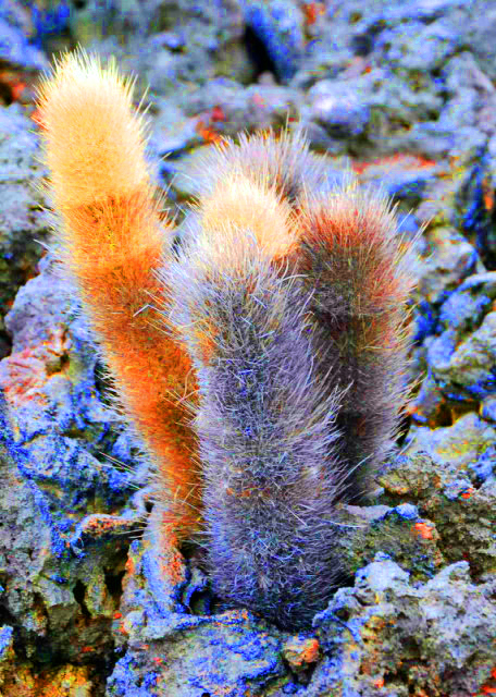 04-03-13_ Sullivan Bay_Lava Cactus ����������0001.JPG