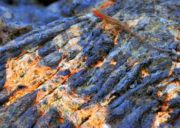 04-03-13_ Lava Lizard_Female ����������-10001.JPG