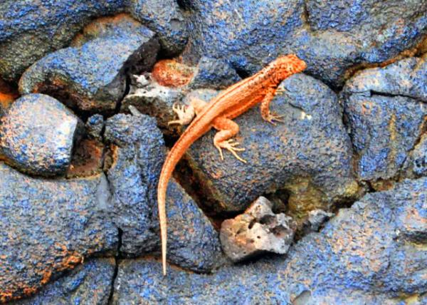 04-03-13_ Lava Lizard_Male ����������-20001.JPG