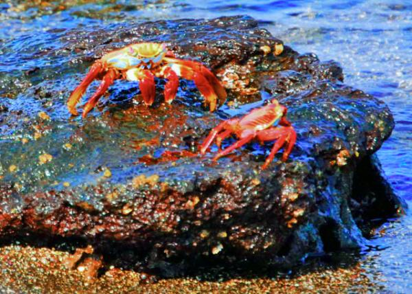 04-01-13_ Sally Lightfoot Crab ��ʯз-50001.JPG