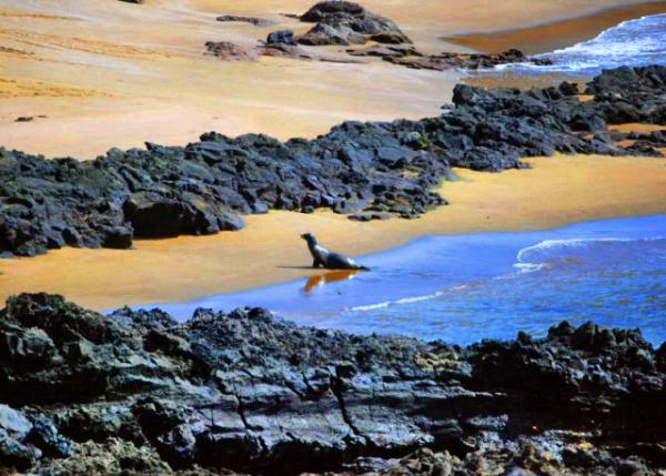 04-03-13_ California Sea Lion ���ݺ�ʨ0001.JPG