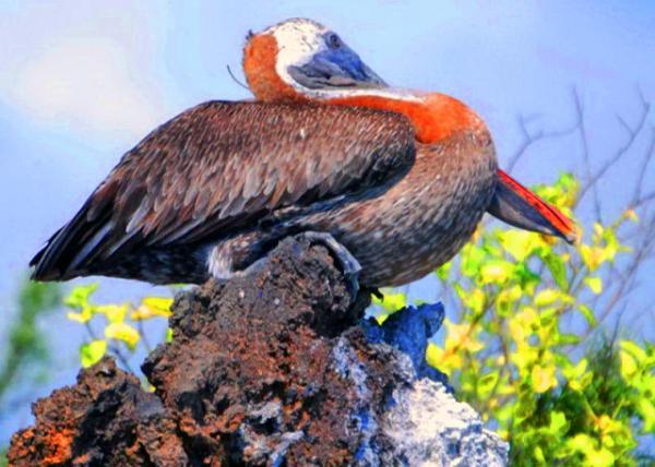 04-03-13_ Brown Pelican ������0001.JPG