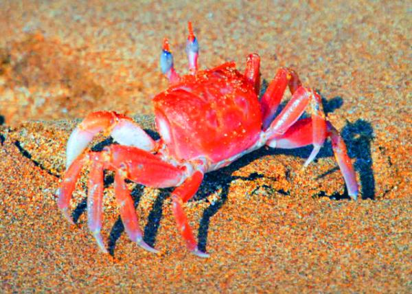 04-03-13_ Ghost Crab ��з0001.JPG