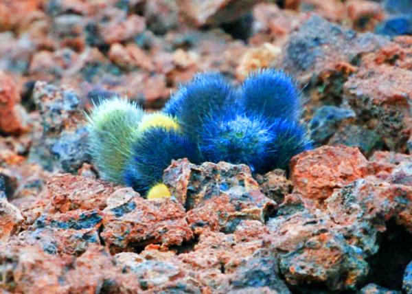 04-03-13_ Bartolom��_Lava Cactus_Colonizing Bare Lava ������ƶ�������0001.JPG