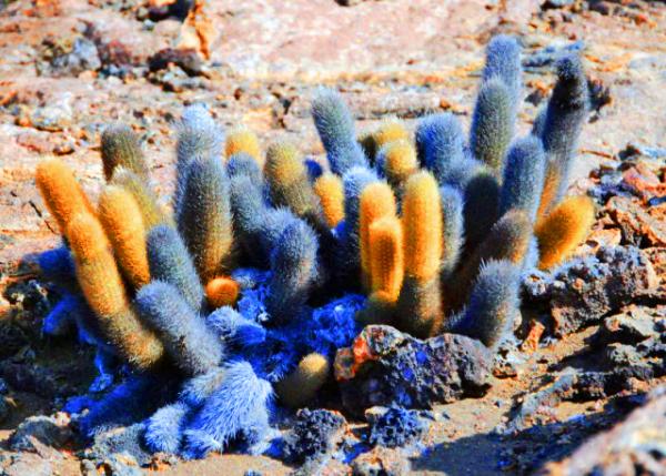04-03-13_ Bartolom��_Lava Cactus_Remains of Flowers w Spines on the Lower Part �������м����0001.JPG