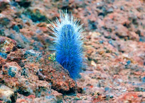 04-03-13_ Bartolom��_Lava Cactus_One of the 1st Species to Grow on New Lava Flows �������������������ϵ�����֮һ0001.JPG